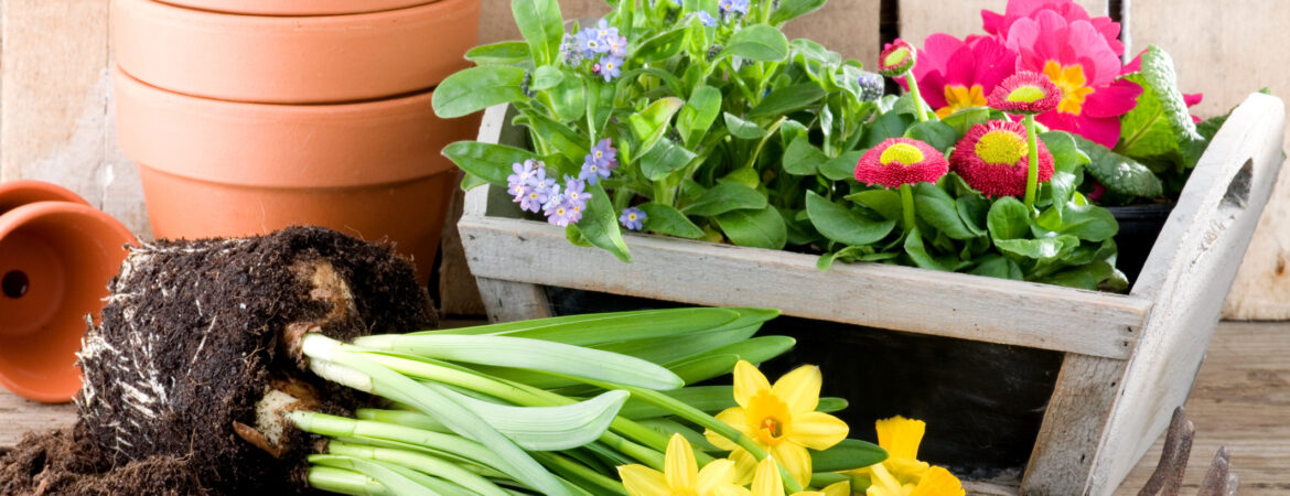 Potting daffodils, forget-me-not or primroses in springtime
