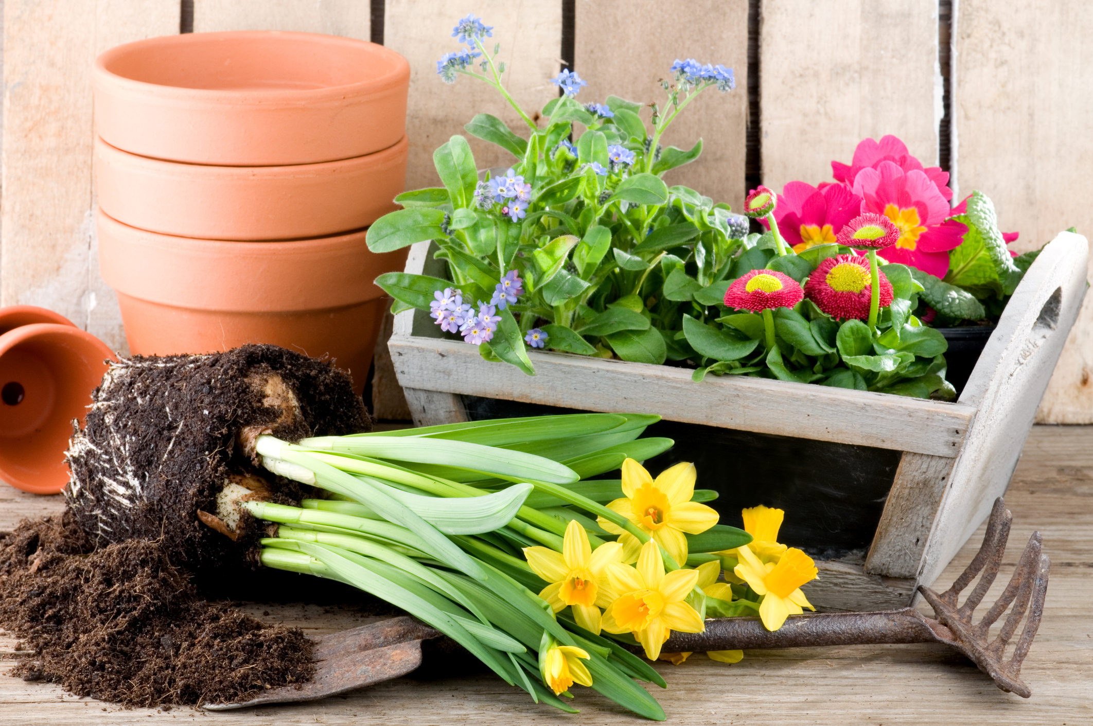 Potting daffodils, forget-me-not or primroses in springtime